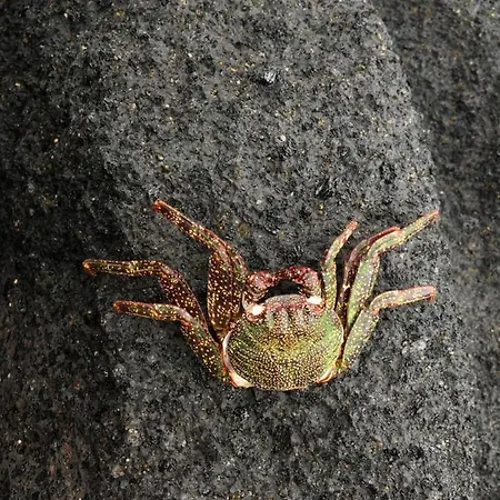 Casa Tortuga 게스트하우스 산타크루스데 테네리페