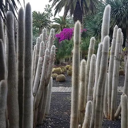 Gasthof Casa Tortuga Santa Cruz de Tenerife